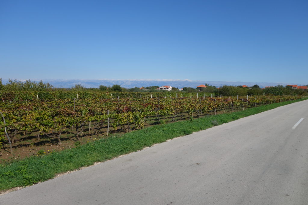 Im kroatischen Hinterland: Viel Wein und Oliven werden hier angebaut.