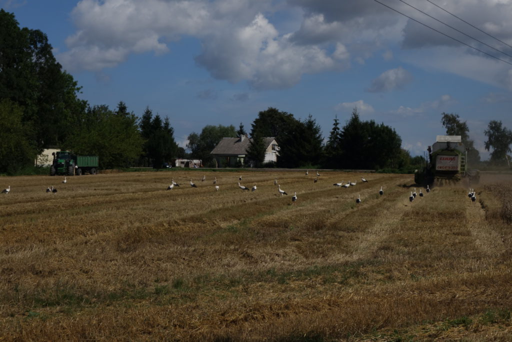 Störche gab es in fast jedem Dorf auf polnischer Seite :)