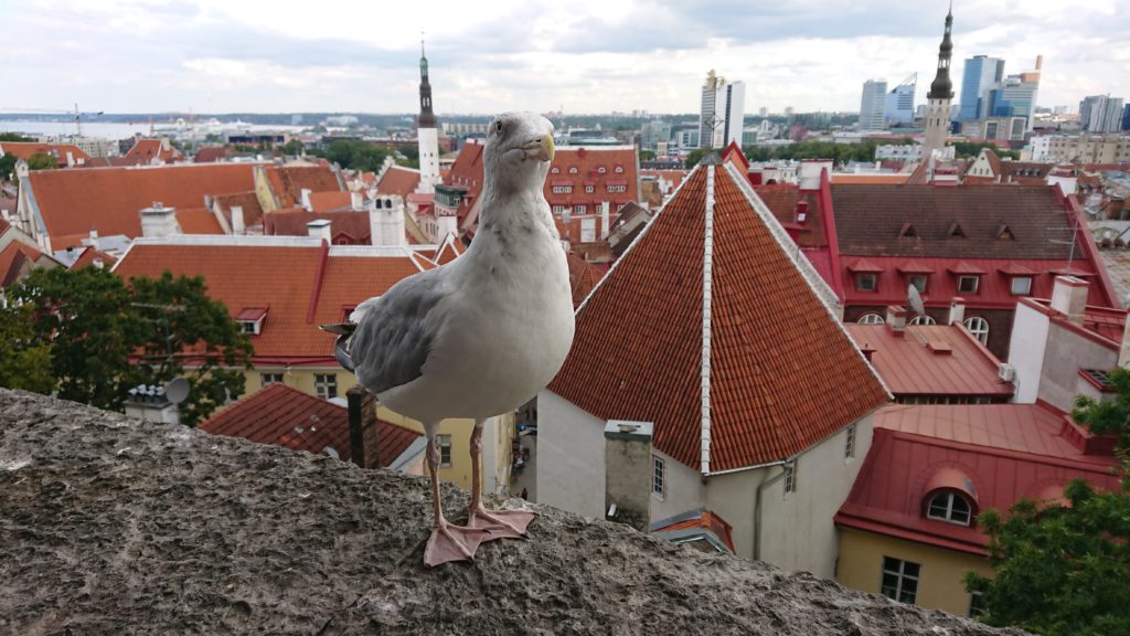 Blick auf einen Teil von Tallinns Altstadt